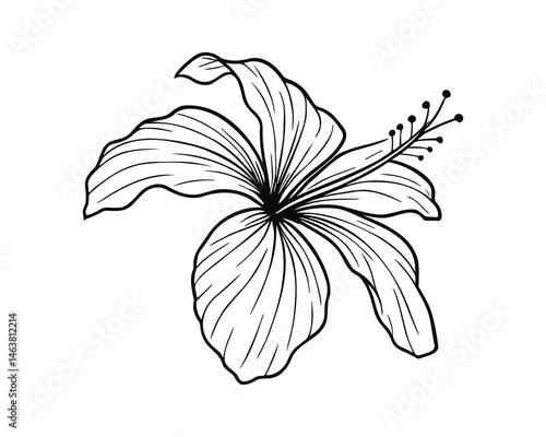 Detailed line art illustration of a hibiscus flower bloom