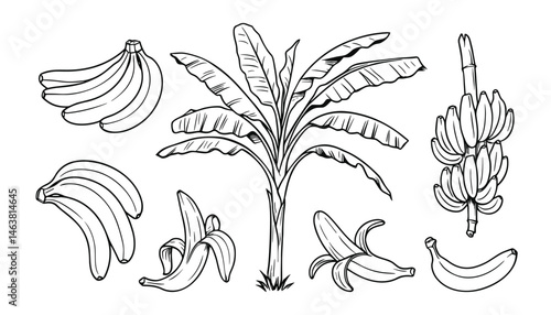Hand drawn banana fruit tree sketch collection line art set