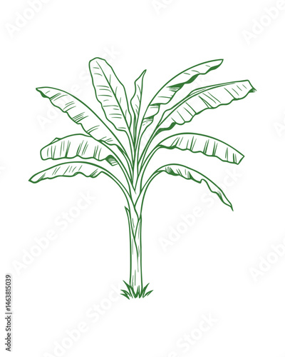 Hand drawn banana tree sketch green line art design art