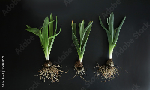 Photos Trio of uprooted hyacinth flowers with bulbs and roots