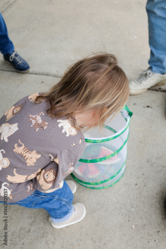 Naklejka premium Toddler inspecting butterflies in mesh cage before release