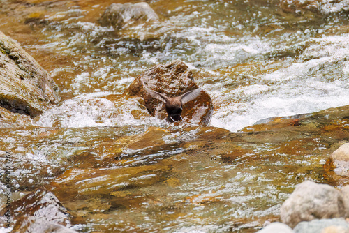Wallpaper Mural 小川で餌を探す綺麗なカワガラス（カワガラス科）
水が得意なので滝の中にも飛び込む
英名学名：Brown Dipper (Cinclus pallasii)
新緑が美しい。
神奈川県清川村、早戸川林道-2025年
 Torontodigital.ca