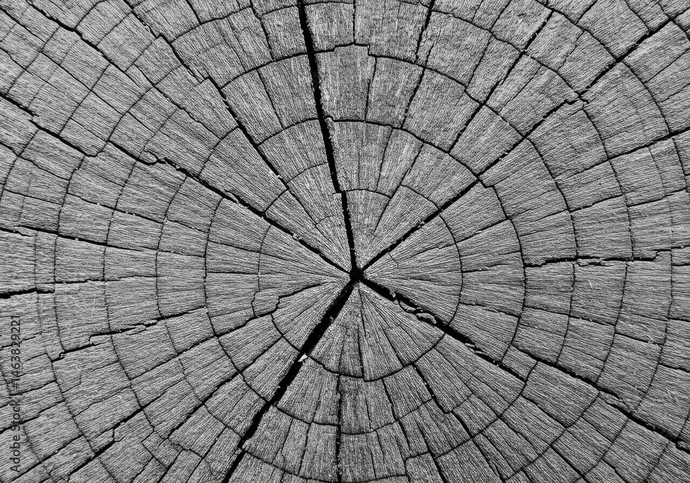 Fototapeta premium Close Up of Circular Tree Trunk Pattern in Black and White