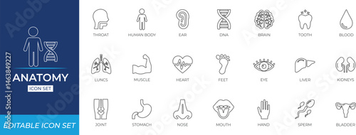 Anatomy line icon set - vector illustration.
