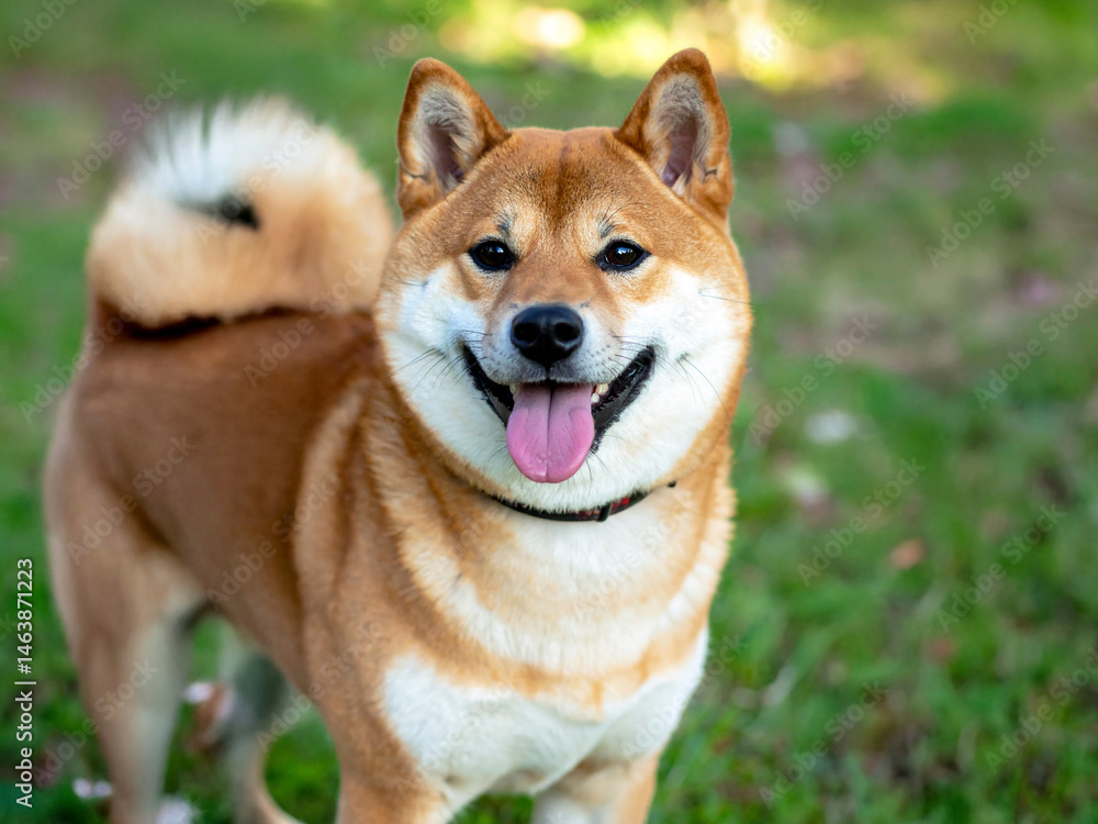 柴犬 AI生成画像 柴犬 AI生成画像