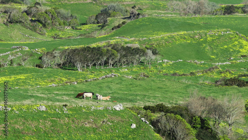 Graciosa Island, Azores archipelago, Portugal - Dairy cows in farmer's field looking into the camera