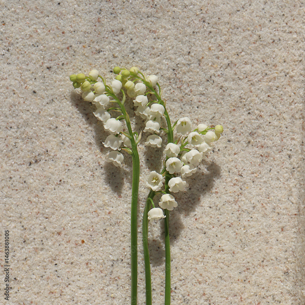 Lily of the valley flower against the background of a light stone wall.