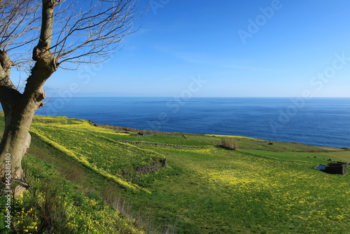 Graciosa Island, Azores archipelago, Portugal - Dairy cows in a farmer's land eating 