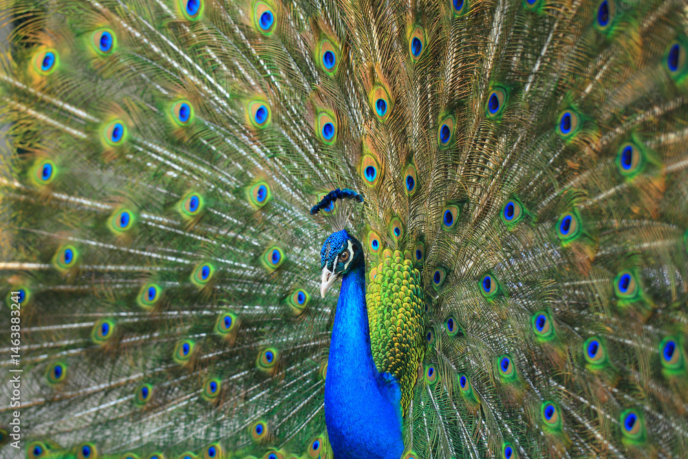 Naklejka premium Peacock. indian peacock showing mating behavior.