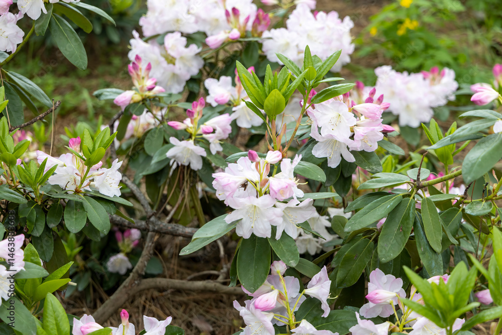 Close up of pale pink rhododendron blossoms in spring garden