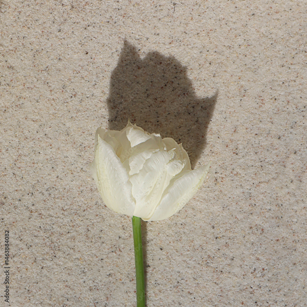 White tulip flower against a light stone wall.