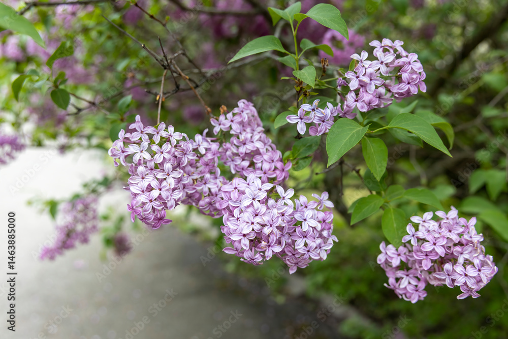 Obraz premium Lilac blossoms on branch in spring garden
