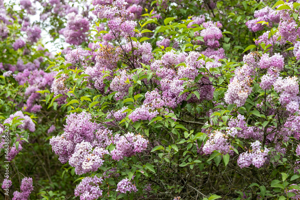 Fototapeta premium Blooming lilac bush in spring garden under soft light