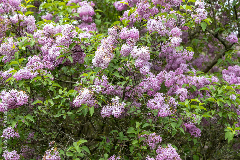 Closeup of blooming lilac bush in spring garden