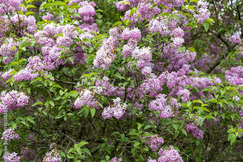 Obraz na płótnie Closeup of blooming lilac bush in spring garden w salonie