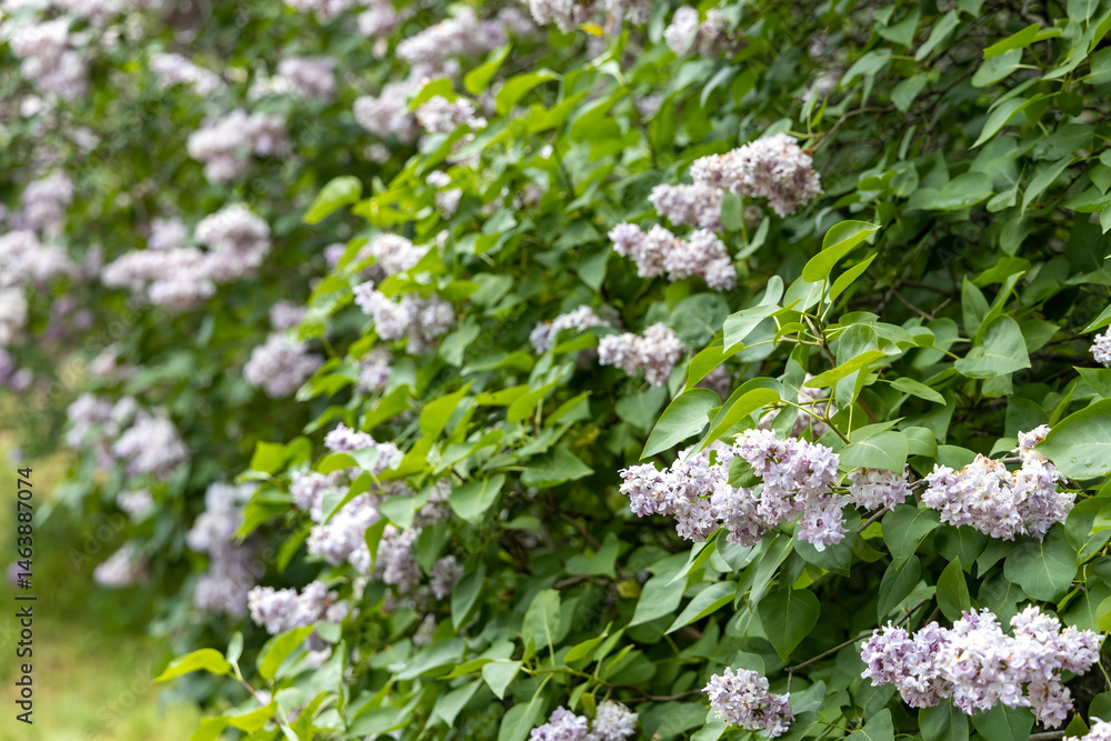 Soft focus view of blooming lilac hedge in spring Soft focus view of blooming lilac hedge in spring
