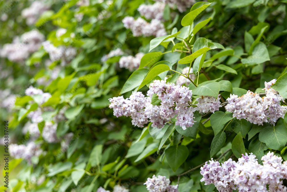 Closeup of pale lilac blossoms on green spring shrub