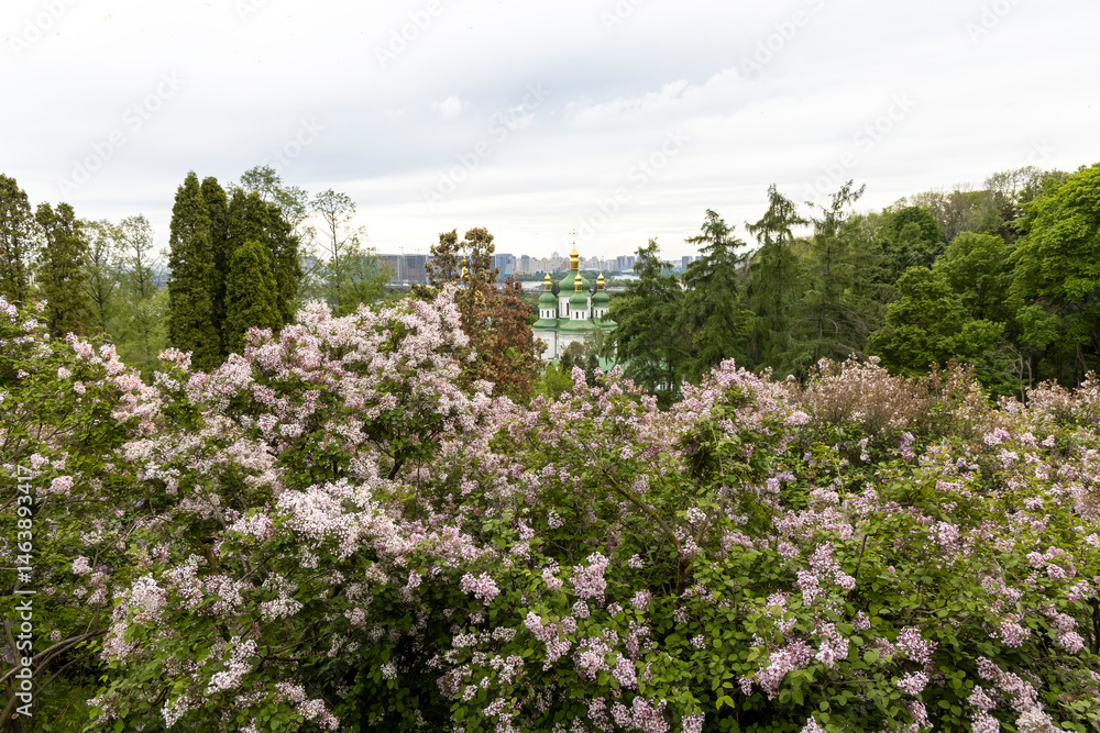 Spring lilac bloom overlooking golden domed church and city skyline