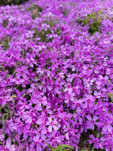 A field of purple flowers in full bloom in a field