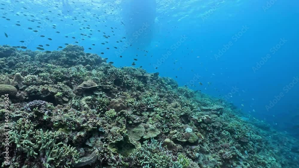 Coral reef at Onna area in Okinawa Coral reef at Onna area in Okinawa