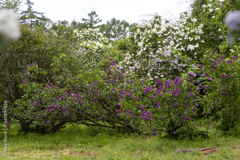 Blooming lilac bushes in spring garden
