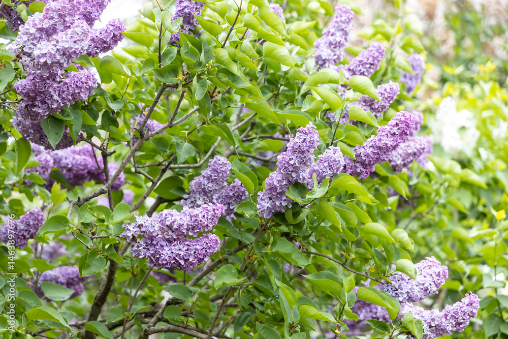 Close up of fragrant purple lilac blossoms in spring garden