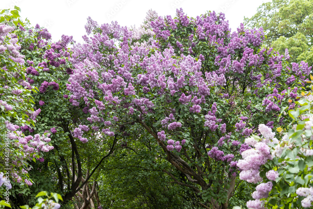 Purple lilac archway in lush spring garden