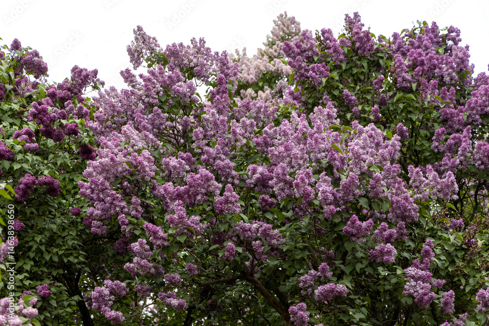 Blooming lilac shrub in garden on cloudy spring day