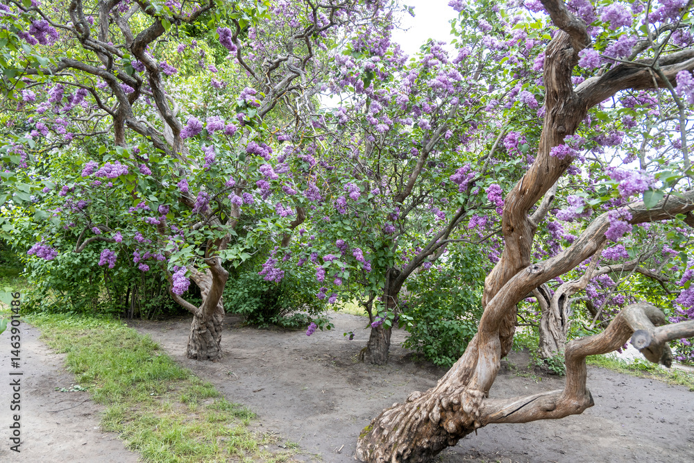 Twisted lilac trees blooming in spring garden