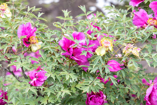 Obraz na płótnie Purple tree peony blossoms in lush spring garden w salonie