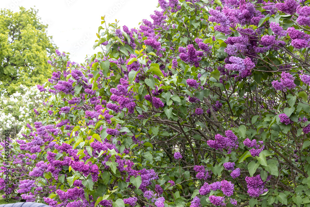 Vibrant purple lilac shrub blooming in spring garden Vibrant purple lilac shrub blooming in spring garden
