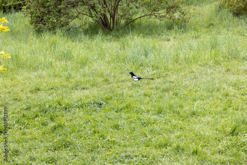 Obraz na płótnie Single magpie standing on lush green meadow w salonie