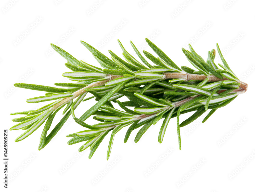 Fototapeta premium a close up of a plant