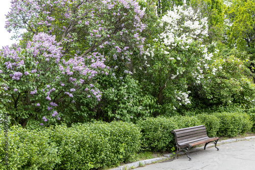 Empty wooden bench next to blooming lilac bushes in spring
