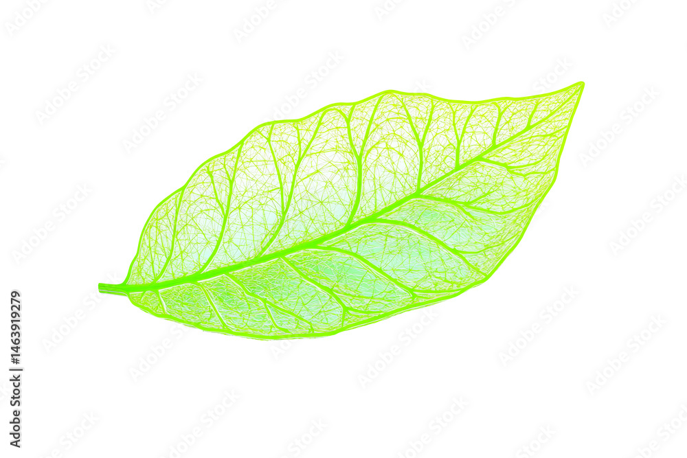 Obraz premium Radiant green leaf with intricate veins, cut out transparent