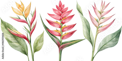 Watercolor Heliconia Flowers
