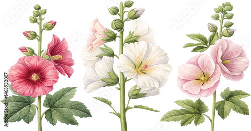 Watercolor Hollyhock Flowers
