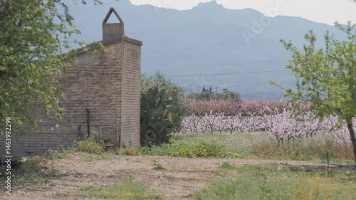 Epic scenic view of a valley with rows of blooming pink peach or cherry trees, surrounded by mountains. Rural spring landscape in Priorat, Spain