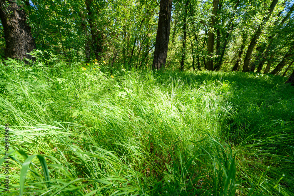 Beautiful spring landscapes in green forest with bright sunlight shining through leaves of trees onto grass.