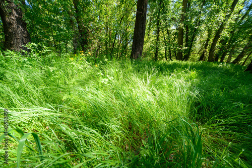 Obraz na płótnie Beautiful spring landscapes in green forest with bright sunlight shining through leaves of trees onto grass. w salonie