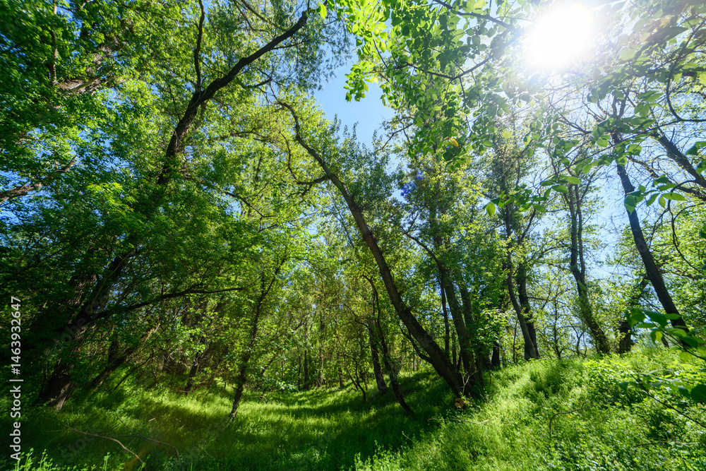 The picturesque spring scenery in the verdant woodland, with the sunbeams filtering through the foliage onto the verdant ground.