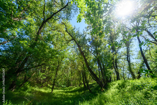 Obraz na płótnie The picturesque spring scenery in the verdant woodland, with the sunbeams filtering through the foliage onto the verdant ground. w salonie