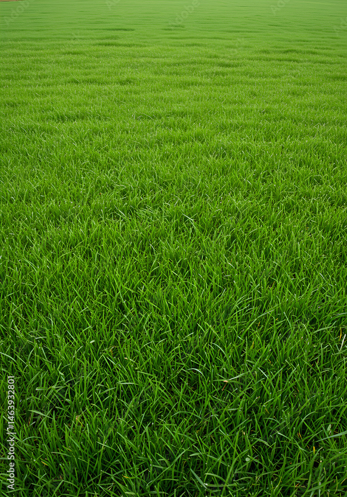 Green Grass Field Background Photo With Lush Texture Under Daylight Green Grass Field Background Photo With Lush Texture Under Daylight