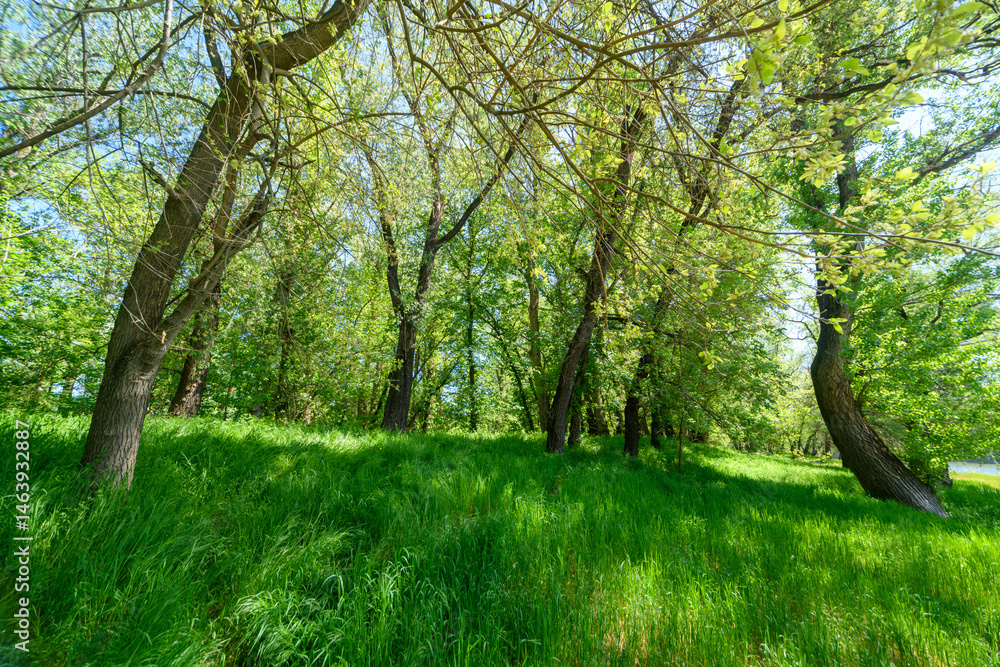 Beautiful spring landscapes in green forest with bright sunlight shining through leaves of trees onto grass.