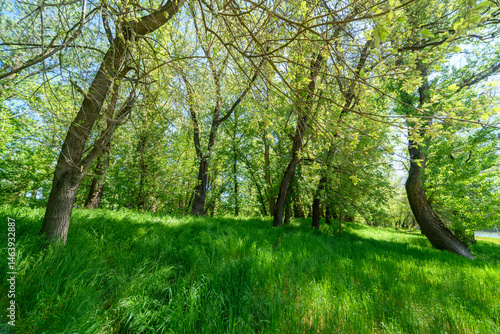 Obraz na płótnie Beautiful spring landscapes in green forest with bright sunlight shining through leaves of trees onto grass. w salonie