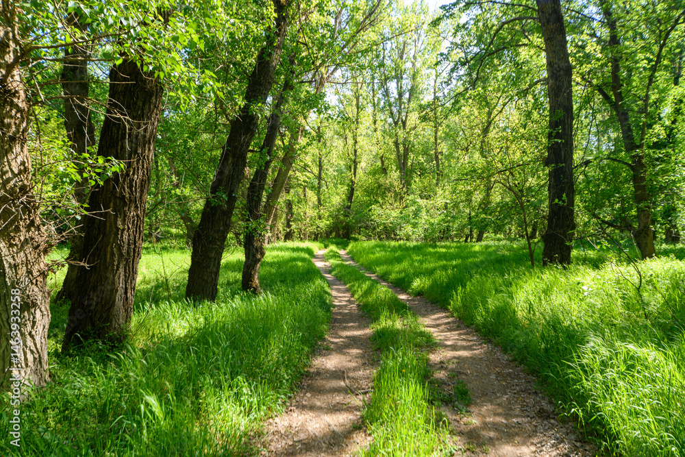 A beautiful spring scene in the forest, with a dirt road and bright sunlight shining through the leaves of the trees onto the grass.