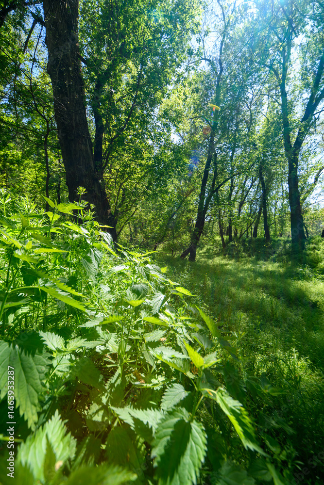 The picturesque spring scenery in the verdant woodland, with the sunbeams filtering through the foliage onto the verdant ground.
