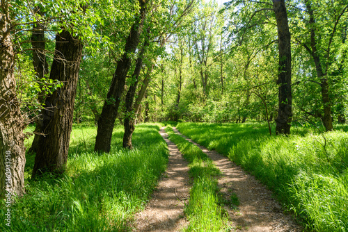 Obraz na płótnie A beautiful spring scene in the forest, with a dirt road and bright sunlight shining through the leaves of the trees onto the grass. w salonie