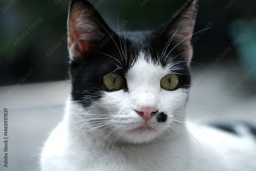 Fototapeta premium Close-up shot of a black and white cat with distinctive facial markings and piercing yellow-green eyes