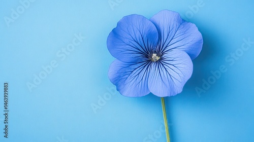 Obraz na płótnie Isolated blue pansy flower with green stem on blue background. Great for background, cards, or any springtime design project. w salonie